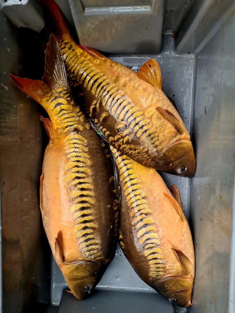photo de 4 carpes