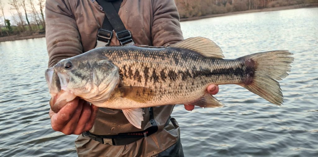 photo d'un black bass