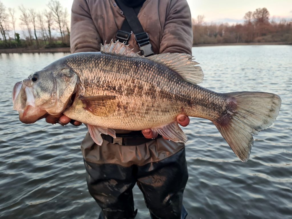 photo d'un black bass
